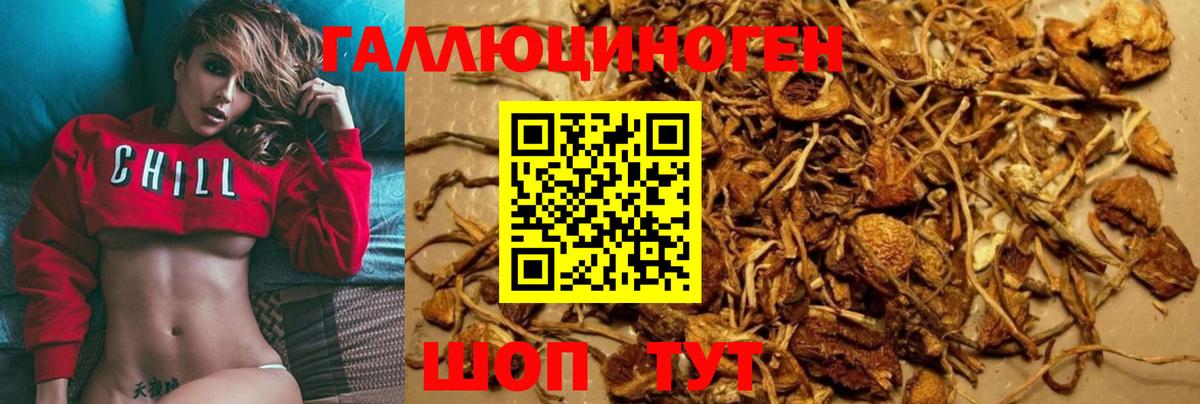 Прокопьевск  Псилоцибиновые грибы Psilocybine cubensis  Вход с VPN 